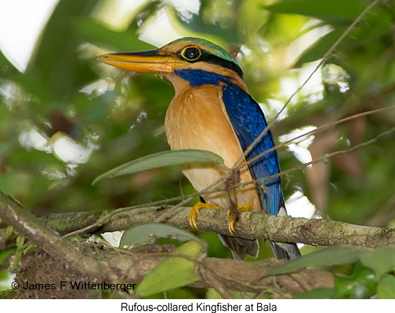Rufous-collared Kingfisher - © James F Wittenberger and Exotic Birding LLC