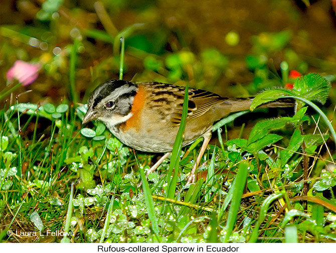 Rufous-collared Sparrow - &copy; Laura L Fellows and Exotic Birding Tours