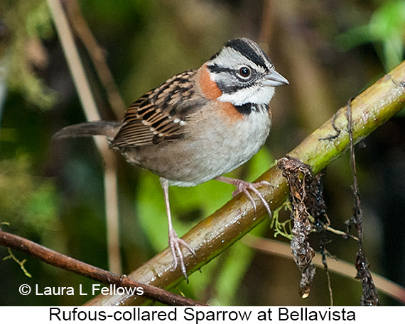 Rufous-collared Sparrow - © James F Wittenberger and Exotic Birding LLC