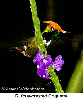 Rufous-crested Coquette - © James F Wittenberger and Exotic Birding LLC Rufous-crested Coquette - © James F Wittenberger and Exotic Birding LLC