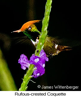 Rufous-crested Coquette - © James F Wittenberger and Exotic Birding LLC