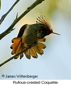 Rufous-crested Coquette - © James F Wittenberger and Exotic Birding LLC