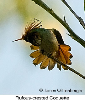 Rufous-crested Coquette - © James F Wittenberger and Exotic Birding LLC