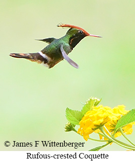 Rufous-crested Coquette - &copy; James F Wittenberger and Exotic Birding LLC