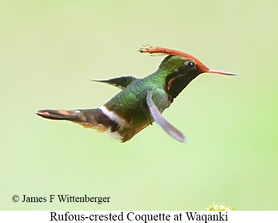 Rufous-crested Coquette - &copy; James F Wittenberger and Exotic Birding LLC