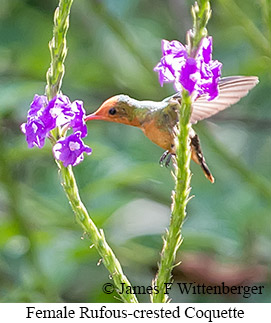 Female Rufous-crested Coquette - &copy; James F Wittenberger and Exotic Birding LLC