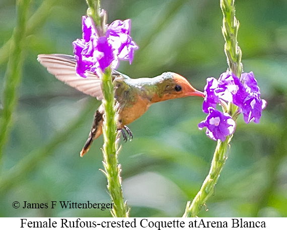 Female Rufous-crested Coquette - &copy; James F Wittenberger and Exotic Birding LLC
