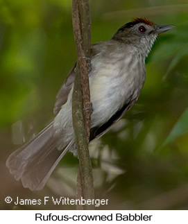 Rufous-crowned Babbler - © James F Wittenberger and Exotic Birding LLC