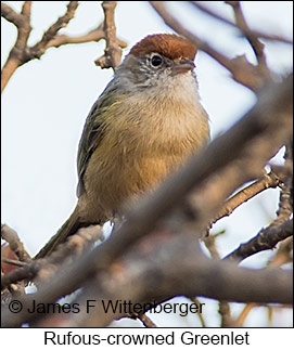 Rufous-crowned Greenlet - © James F Wittenberger and Exotic Birding LLC