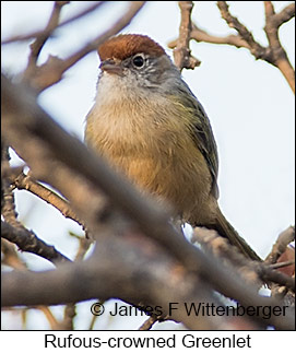 Rufous-crowned Greenlet - © James F Wittenberger and Exotic Birding LLC Rufous-crowned Greenlet - © James F Wittenberger and Exotic Birding LLC