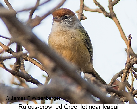 Rufous-crowned Greenlet - © James F Wittenberger and Exotic Birding LLC