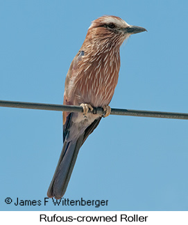 Rufous-crowned Roller - © James F Wittenberger and Exotic Birding LLC Rufous-crowned Roller - © James F Wittenberger and Exotic Birding LLC