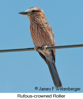 Rufous-crowned Roller - © James F Wittenberger and Exotic Birding LLC