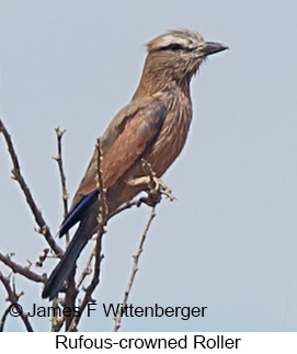 Rufous-crowned Roller - © James F Wittenberger and Exotic Birding LLC