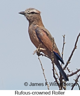 Rufous-crowned Roller - © James F Wittenberger and Exotic Birding LLC