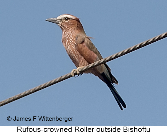 Rufous-crowned Roller - © James F Wittenberger and Exotic Birding LLC Rufous-crowned Roller - © James F Wittenberger and Exotic Birding LLC