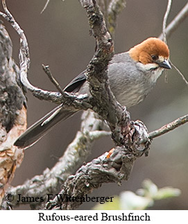 Rufous-eared Brushfinch - © James F Wittenberger and Exotic Birding LLC