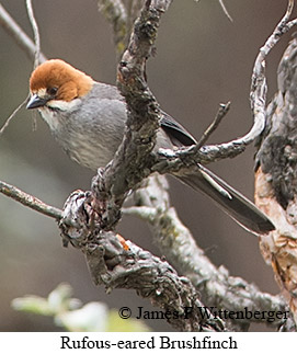 Rufous-eared Brushfinch - © James F Wittenberger and Exotic Birding LLC