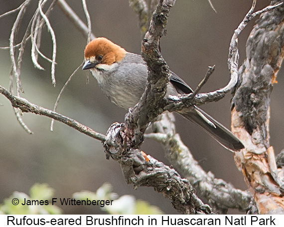 Rufous-eared Brushfinch - © James F Wittenberger and Exotic Birding LLC