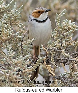 Rufous-eared Warbler - © James F Wittenberger and Exotic Birding LLC