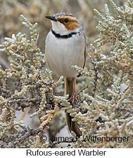 Rufous-eared Warbler - © James F Wittenberger and Exotic Birding LLC Rufous-eared Warbler - © James F Wittenberger and Exotic Birding LLC