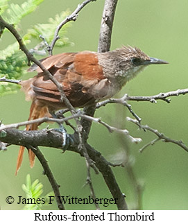 Rufous-fronted Thornbird - &copy; James F Wittenberger and Exotic Birding LLC