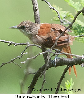 Rufous-fronted Thornbird - &copy; James F Wittenberger and Exotic Birding LLC