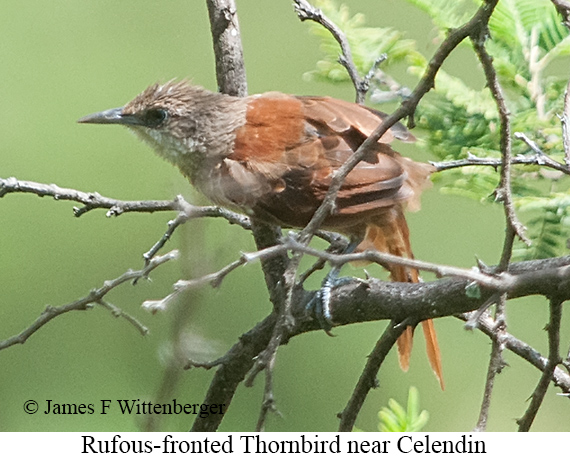 Rufous-fronted Thornbird - &copy; James F Wittenberger and Exotic Birding LLC