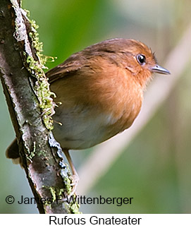 Rufous Gnateater - © James F Wittenberger and Exotic Birding LLC Rufous Gnateater - © James F Wittenberger and Exotic Birding LLC