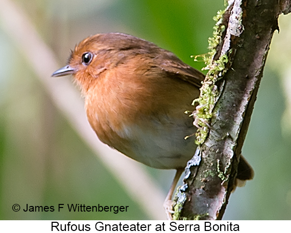 Rufous Gnateater - © James F Wittenberger and Exotic Birding LLC