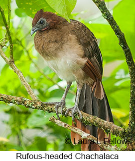 Rufous-headed Chachalaca - &copy; Laura L Fellows and Exotic Birding LLC