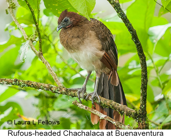 Rufous-headed Chachalaca - © Laura L Fellows and Exotic Birding LLC