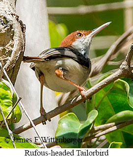 Rufous-headed Tailorbird - © James F Wittenberger and Exotic Birding LLC