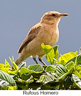 Rufous Hornero - © James F Wittenberger and Exotic Birding LLC