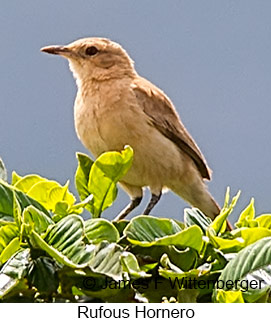 Rufous Hornero - © James F Wittenberger and Exotic Birding LLC