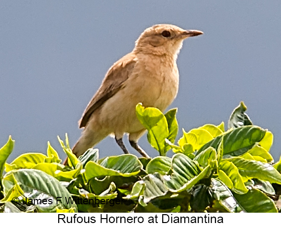 Rufous Hornero - © James F Wittenberger and Exotic Birding LLC Rufous Hornero - © James F Wittenberger and Exotic Birding LLC