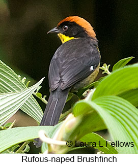 Rufous-naped Brushfinch - © Laura L Fellows and Exotic Birding Tours Rufous-naped Brushfinch - © Laura L Fellows and Exotic Birding Tours