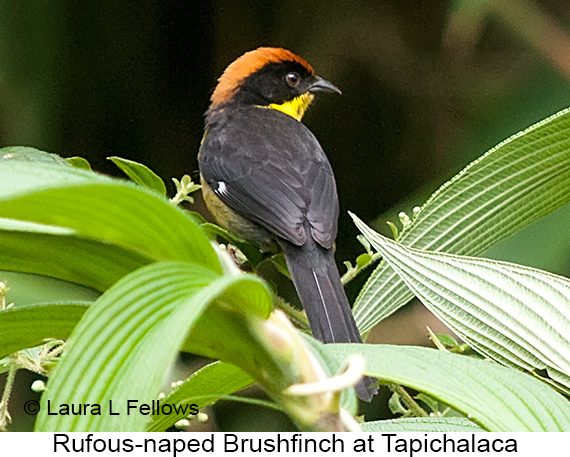 Rufous-naped Brushfinch - © Laura L Fellows and Exotic Birding LLC
