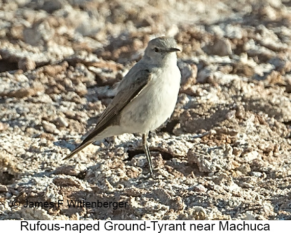 Rufous-naped Ground-Tyrant - © James F Wittenberger and Exotic Birding LLC Rufous-naped Ground-Tyrant - © James F Wittenberger and Exotic Birding LLC