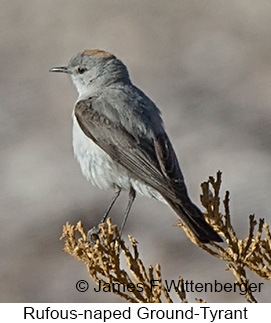 Rufous-naped Ground-Tyrant - © James F Wittenberger and Exotic Birding LLC