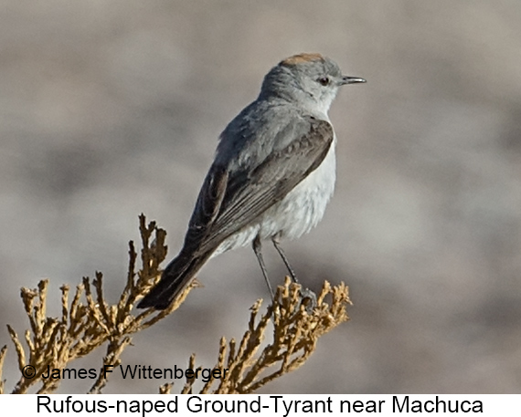 Rufous-naped Ground-Tyrant - © James F Wittenberger and Exotic Birding LLC Rufous-naped Ground-Tyrant - © James F Wittenberger and Exotic Birding LLC