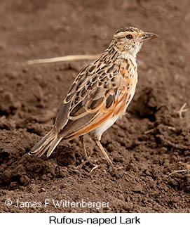 Rufous-naped Lark - © James F Wittenberger and Exotic Birding LLC