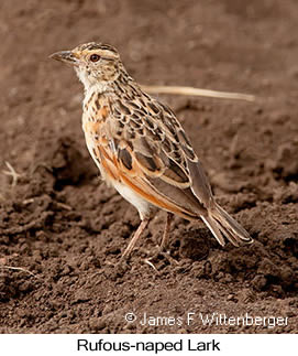 Rufous-naped Lark - © James F Wittenberger and Exotic Birding LLC Rufous-naped Lark - © James F Wittenberger and Exotic Birding LLC