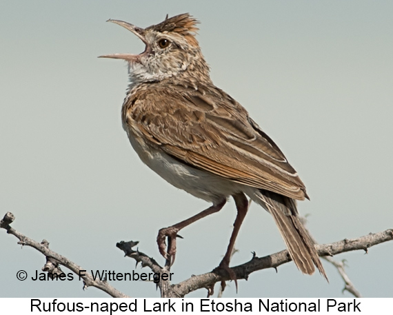 Rufous-naped Lark - © James F Wittenberger and Exotic Birding LLC