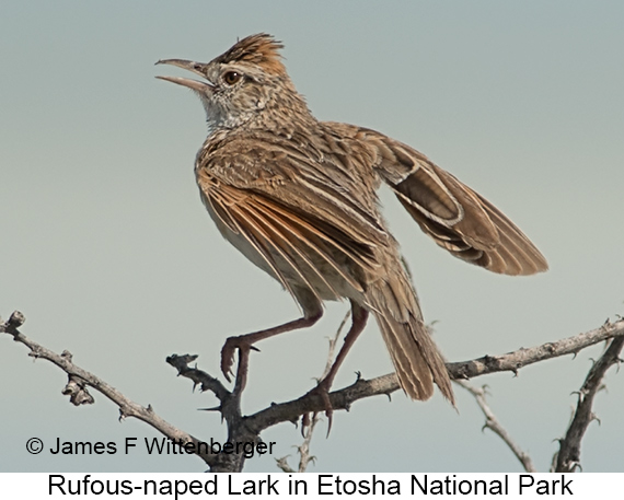Rufous-naped Lark - © James F Wittenberger and Exotic Birding LLC