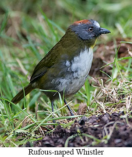 Rufous-naped Whistler - © James F Wittenberger and Exotic Birding LLC