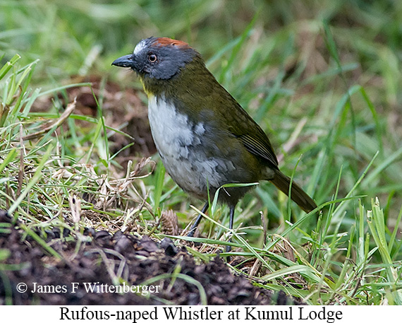 Rufous-naped Whistler - © James F Wittenberger and Exotic Birding LLC