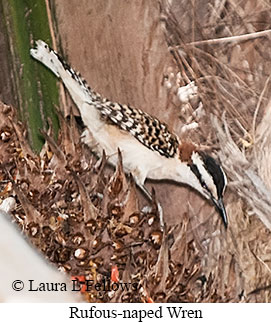 Rufous-naped Wren - © Laura L Fellows and Exotic Birding LLC