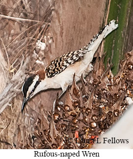 Rufous-naped Wren - © Laura L Fellows and Exotic Birding LLC