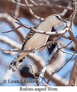 Rufous-naped Wren - © Laura L Fellows and Exotic Birding LLC Rufous-naped Wren - © Laura L Fellows and Exotic Birding LLC